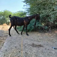 بز پاکستانی|حیوانات مزرعه|اهواز, علی آباد|دیوار