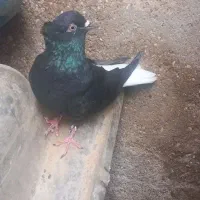 دم سفید|پرنده|خرمشهر, |دیوار