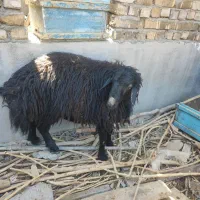 دوبور یا نربز و بره|حیوانات مزرعه|قم, پردیسان|دیوار