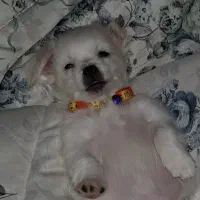 فروش اشپیتز|سگ|آبادان, |دیوار