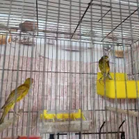 جفت قناری سبز و‌زیتونی یکسر