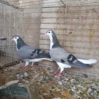 جوجه تاقی