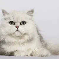 گربه نر بریتیش سیلور لانگ هیر جهت جفت گیری