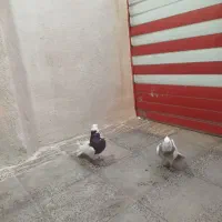 نرماده طوقی جوجه کن|پرنده|دورود, |دیوار