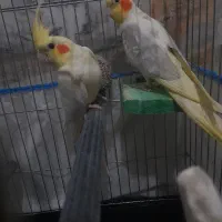عروس هلندی مولد