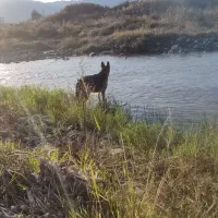 ژرمن شپرد پیداشده گم شده صاحبش بیاد