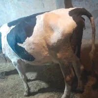 گاو و گوساله