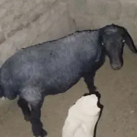 فروش گوسفند ماده