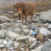 دو راس گاو آبستن با دو راس گوساله ماده سرحال|حیوانات مزرعه|پاپی, |دیوار