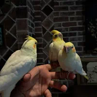 جوجه های یک ماهه عروس هلندی کاملا دستی