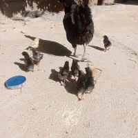 مرغ وجوجه