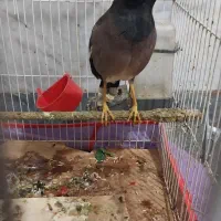 مرغ مینا|پرنده|سبزوار, شرق کال شمالی|دیوار