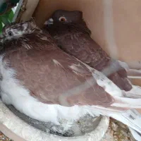 کفتر عطیقه پرشی درجه 1|پرنده|ری, عباس‌آباد|دیوار