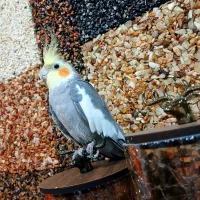 عروس هلندی طوسی|پرنده|گلستان (تهران), |دیوار