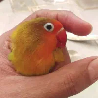 طوطی برزیلی|پرنده|ری, صفاییه (چشمه علی)|دیوار