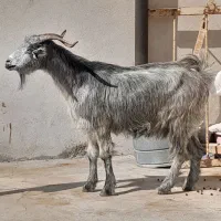 تعدادی بز با یک کره شیری|حیوانات مزرعه|وحدتیه, |دیوار