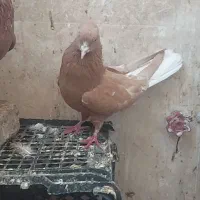 کفتر رنگی دم سفید|پرنده|خاوران, |دیوار