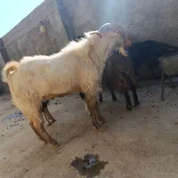 8عددتی بز|حیوانات مزرعه|خرم‌آباد, |دیوار