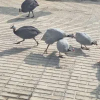 مرغ شاخدار مولد|حیوانات مزرعه|نوبندگان, |دیوار