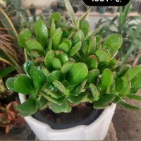 گلخانه گلبانو|گل و گیاه طبیعی|نجفآباد, شریعتی غربی|دیوار