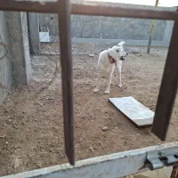 فروش فوری سگ آلابای به دلیل فروش گله