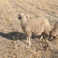 گوسفند سنجابی درجه یک فی بلا|حیوانات مزرعه|ماهیدشت, |دیوار