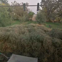 یونجه|حیوانات مزرعه|خوی, |دیوار