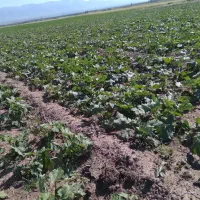 زمین-برای-کدو-سیب-زمینی