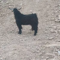 فروشی|حیوانات مزرعه|پلدختر, |دیوار