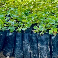 فروش ویژه انواع انگور خارجی و ایرانی+تضمینی