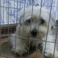 سگ شیتزو تریز