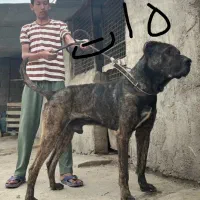 سگ های نژاد دار آلابای افغان سراب پژدر