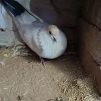 کبوتر|پرنده|دهگلان, |دیوار