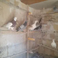 کفتر