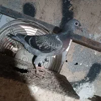 جفت جوجه پلاکی