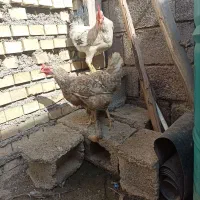 مرغ و خروس