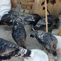 بوقلمودونهیکملیونهرکیخواستزنگبزنه|حیوانات مزرعه|شیروان (لرستان), |دیوار