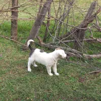 فروش یک قلاده سگ ماده به همراه توله نر|سگ|رستم‌آباد, |دیوار