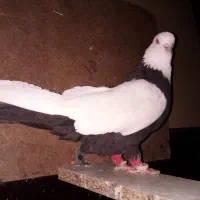 زل کبوتر