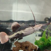 ماهی ردتیل و فلاور