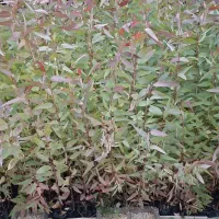 نهال آکالیپتوس|خدمات باغبانی و درختکاری|اندیمشک, |دیوار