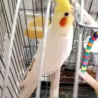 طوطی عروس نر