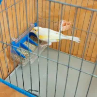 قناری نر|پرنده|پاکدشت, شهرک امام رضا|دیوار