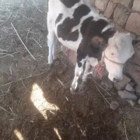 دو عدد گاو یک گوساله یکی از گاو ها آبستن هست|حیوانات مزرعه|اندیکا, |دیوار