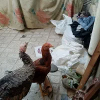 بوقلمون اصل نرماده خروس طاقچه