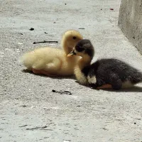 دو عدد جوجه اردک