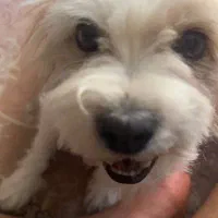 واگذاری سگ شیتزو رایگان|سگ|تهران, مشیریه|دیوار