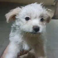 واگذاری توله|سگ|تهران, کیانشهر|دیوار