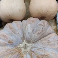 کدو حلوایی|خوردنی و آشامیدنی|مرودشت, فاز دوم شهرک فرهنگیان|دیوار