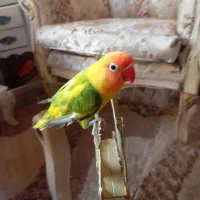 طوطی کوتوله نر ماده فول اهلی باقفس و بی قفس|پرنده|مرند, |دیوار